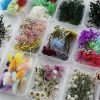 Dry Pressed Nail Flower Mixed Material Pack Pressed Natural Dried Flowers Dried Flower For Resin Art