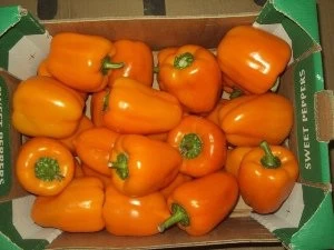 Egyptian fresh organic pepper