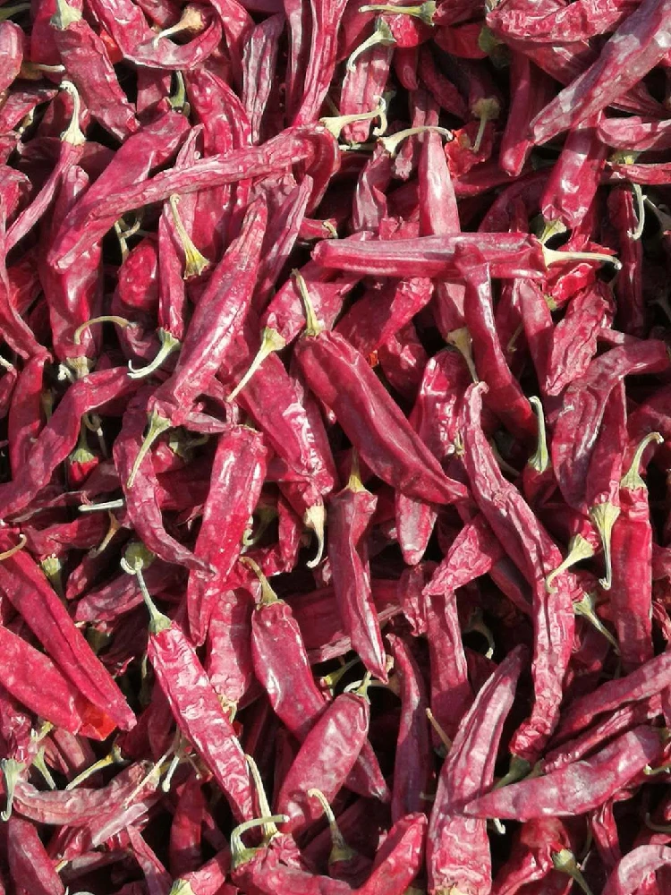 Export Competitive Price Hot Spicy Chili Dried Red Chili Pepper