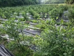 Factory price white black agricultural plastic mulch film