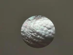 [Fish scales]30MM Polished surface of mother-of-pearl, watch accessories dial, clock accessories, surface accessories
