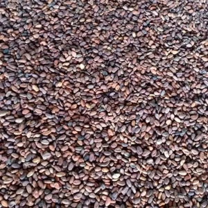 Forastero 100% New Crop Well Fermented High Quality Cocao Bean from Madagascar