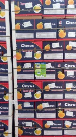 Fresh Citrus Fruits, Valencia Oranges & Lemons high quality