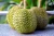 Import Fresh durian fruit for sale from Ukraine