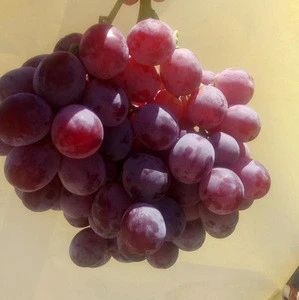 Fresh Grapes/Black Grapes/Sharad Seedless Grapes