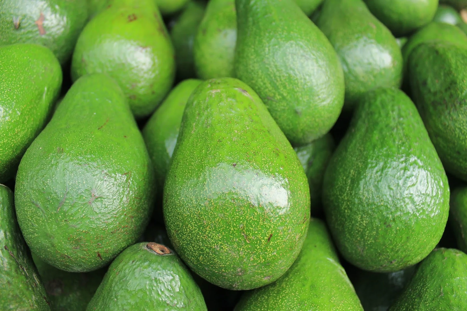 Fresh Hass and Fuerte Avocados from South Africa