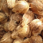 Fresh indian coconut
