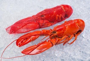 Fresh Lobster for sale / frozen Lobster
