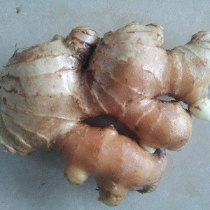 FRESH OLD GINGER TAY NGUYEN VIETNAM_PHULIMEX 0084 964467649