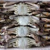 Fresh Red King Crab Fresh/Frozen Red King Crabs For Sale