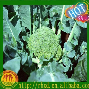 Fresh vegetables/ fresh broccoli price