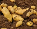 Fresh vegetables fresh potatoes organic Chinese purple sweet potato