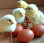 Fresh White Farm Chicken Eggs