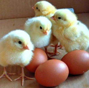 Fresh White Farm Chicken Eggs