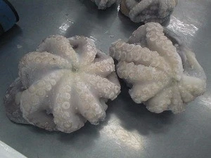 Frozen Round Fresh Octopus in Bulk For Sale Now
