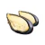 Import Frozen shellfish half shell Mussel from China