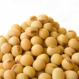 German Wholesale Dried Yellow Soybean / Soya Seeds