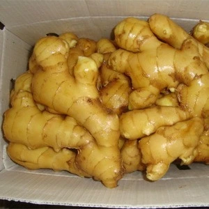 Ginger buyers/fresh ginger