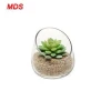 Glass succulent plant vase small candle sconces decorative storage jars