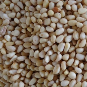 good quality wholesale pine nut kernel pinenuts for food good healthy