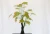 High Quality artificial maple tree bonsai plants in China
