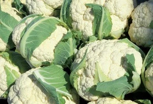 High quality Fresh Organic Cauliflower