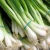 Import High Quality Fresh Scallions from Canada