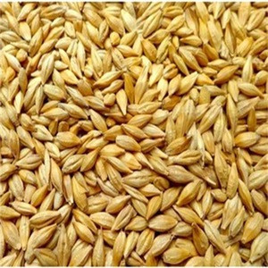 Buy High Quality Ukrainian Barley/ Barley Feed/human Consumption from ...