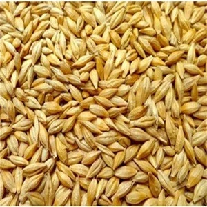 High quality Ukrainian Barley/ Barley feed/human consumption