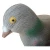 Import High Quantity Flocked Flying Pigeon Outdoor Shooting Animal bird decoy Garden Scarer Scarecrow Ornament from China