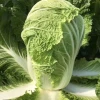 Hot Sale Chinese High Water Content Cabbage Exporters