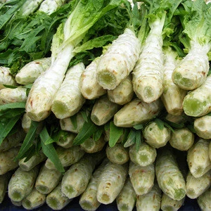 Hot-Selling Fresh Vegetables Lettuce