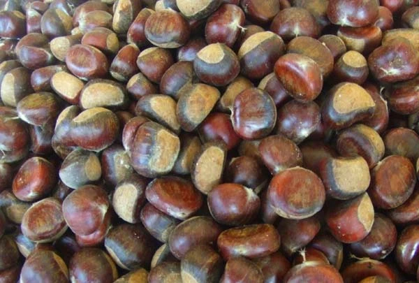 Hot Selling Frozen Chestnut Organic IQF Roasted Chestnut with Shells with lowest price