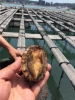 Hot Selling Good Quality Nutritious Shellfish Dried Abalone
