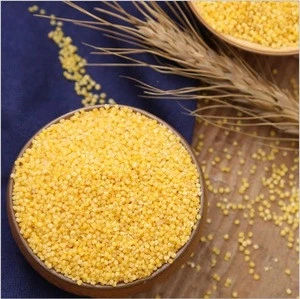 Huang gu zi Best quality New crop Indian yellow pearl Foxtail Millet