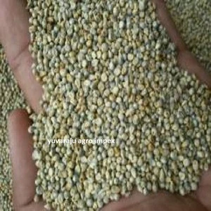 Indian Green Millet Exporters From India To Turkey / France / Iraq / Reunion