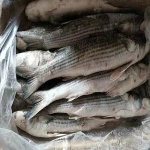 japan top quality frozen grey mullet with roe
