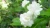 Import Jasmine Flower from India