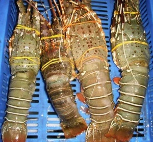 Live Lobsters to China/Live Lobsters/Seafood!