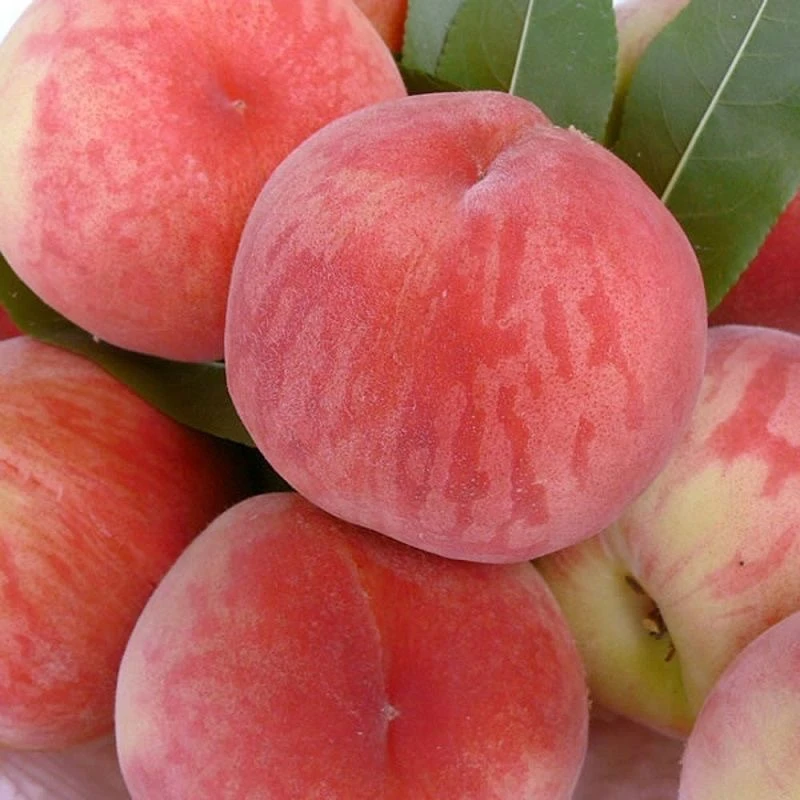 Manufacturers Selling Best Price 100% Natural Fruit Fresh Pink Peach