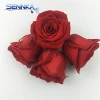 Most Beautiful Preserved Rose Flowers Real Natural Wholesale Fresh Cut Flowers