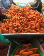 Natural Fresh Carrot Imported Used For Making Healthy Juice And Meals From Trung My Company