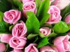 Natural kenya roses fresh cut flower buyer from china