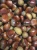 Import New Crop Chestnut Organic Fresh Chestnut Chinese Chestnut for sale from China