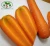Import New crop quality carrot from China