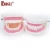 Import Oral Health Care Tooth Model Biological Science And Education Equipment from China