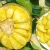 Import Organic Freeze Dried Jackfruit Powder from China