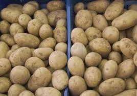 Organic fresh sweet potatoes