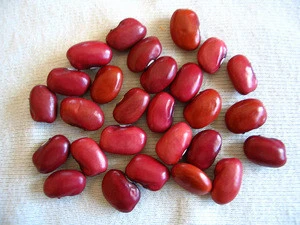 Organic Red Kidney Beans At Wholesale Pricing