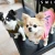 Import pet dog custom clothes from China